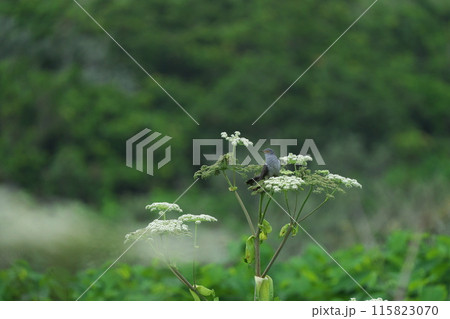 エゾノシシウドの花に止まったカッコー 115823070