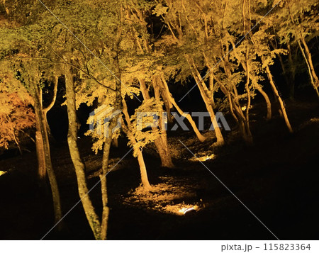 ライトアップされた紅葉 115823364