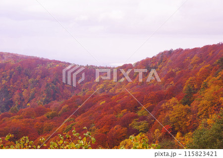 青森　八甲田　紅葉 115823421