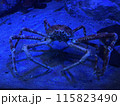海底を歩く蟹 115823490