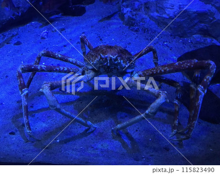 海底を歩く蟹 海底を歩く蟹 115823490