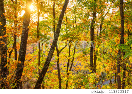 大峰高原の紅葉【北安曇郡池田町】 115823517