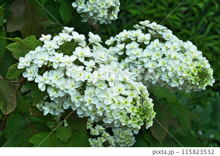 白いカシワバアジサイの花（夏、六月） 115823532