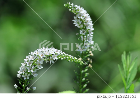 優美な曲線を描く花穂 115823553