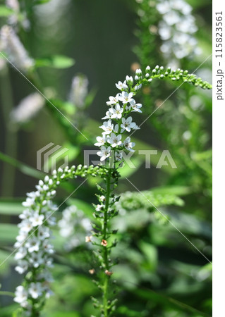 優美な曲線を描く花穂 優美な曲線を描く花穂 115823561