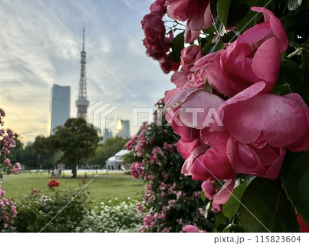 ピンクのバラ越しに見える東京タワー 115823604