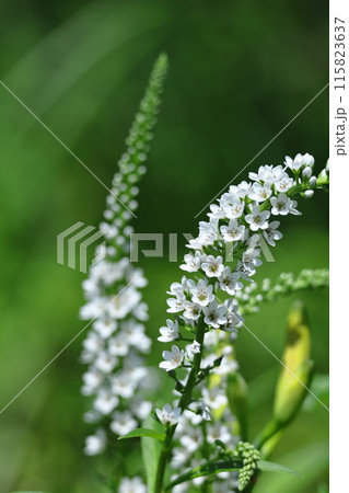 優美な曲線を描く花穂 115823637