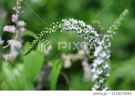 優美な曲線を描く花穂 115823643