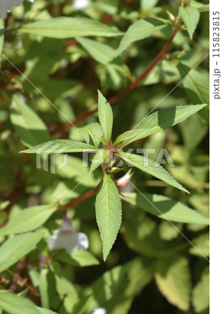 Garden balsam 115823815