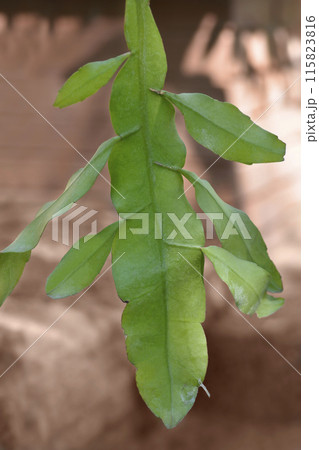 Dutchmans-pipe cactus 115823816