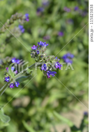 Common bugloss Common bugloss 115823838