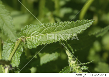 Common hedgenettle 115823841