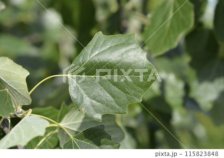 White poplar 115823848