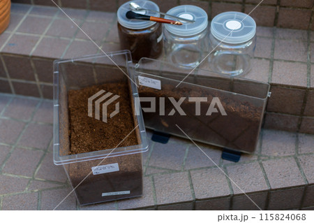 カブトムシの飼育　マット交換 115824068