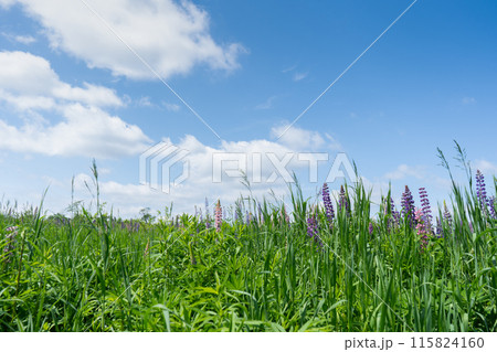 Lupines field and blue sky. Beautiful wild lupines flowers. Background with pink and blue flowers. Lupines field and blue sky. Beautiful wild lupines flowers. Background with pink and blue flowers. 115824160