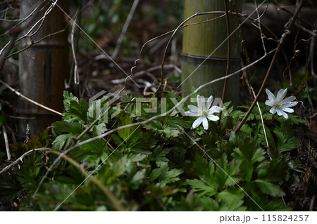 キクザキイチゲ 115824257