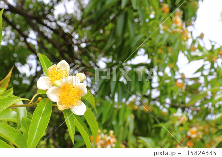 イジュ 白色の花 イジュ 白色の花 115824335