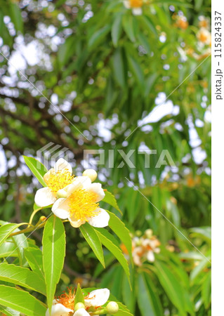 イジュ　白色の花 115824337