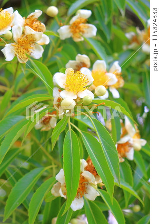 イジュ　白色の花 115824338