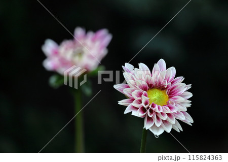 色鮮やかな大輪 115824363