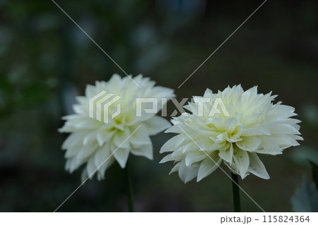 色鮮やかな大輪 115824364