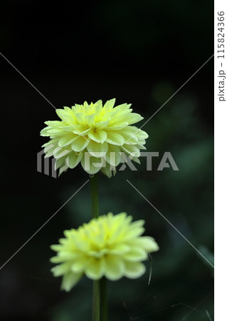 色鮮やかな大輪 115824366