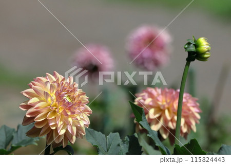 色鮮やかな大輪 色鮮やかな大輪 115824443