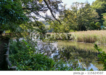 静岡県　伊東市　一碧湖　(沼池） 115824597