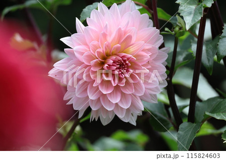 色鮮やかな大輪 115824603