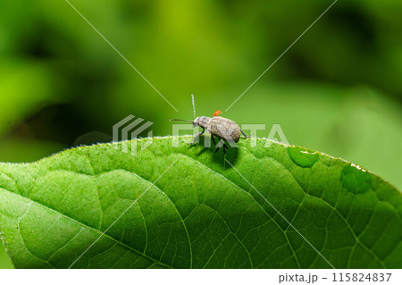 葉の上にとまるダニに寄生された甲虫 115824837