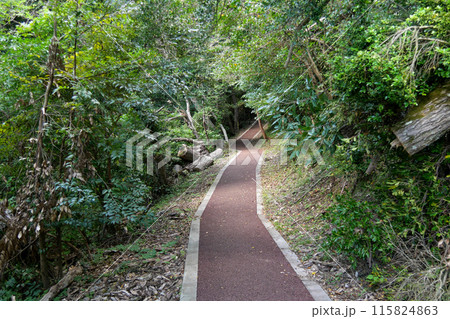 静岡県　伊東市　一碧湖　遊歩道 115824863