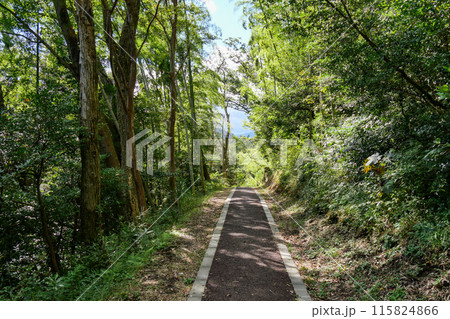 静岡県　伊東市　一碧湖　遊歩道 115824866