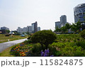 韓国　街並み 115824875