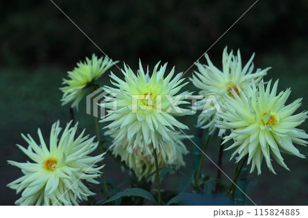 色鮮やかな大輪 色鮮やかな大輪 115824885