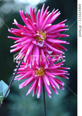 色鮮やかな大輪 115824904