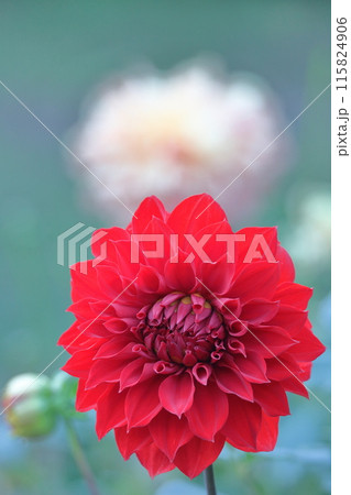 色鮮やかな大輪 115824906