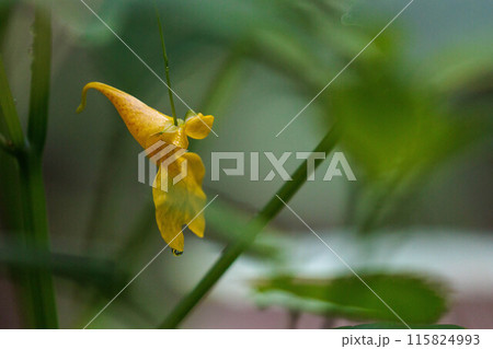 森の中にひっそりと咲くキツリフネの花 森の中にひっそりと咲くキツリフネの花 115824993