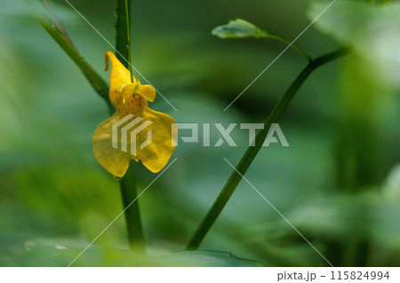 森の中にひっそりと咲くキツリフネの花 森の中にひっそりと咲くキツリフネの花 115824994