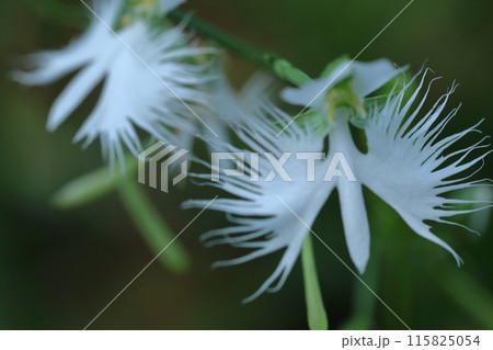 空を飛ぶ白鷺 115825054