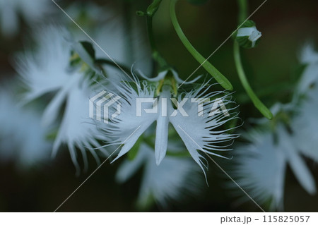 空を飛ぶ白鷺 115825057