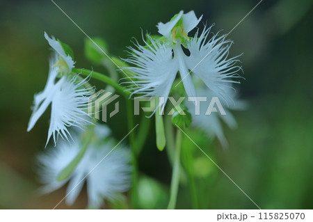 空を飛ぶ白鷺 115825070