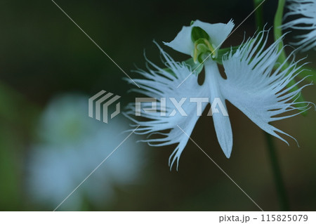 空を飛ぶ白鷺 空を飛ぶ白鷺 115825079