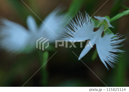 空を飛ぶ白鷺 115825114