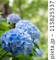 紫陽花 115825337