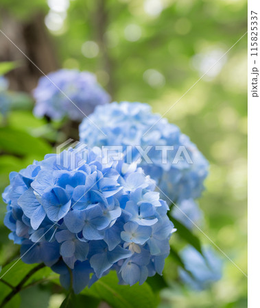 紫陽花 紫陽花 115825337