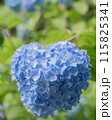 紫陽花 115825341