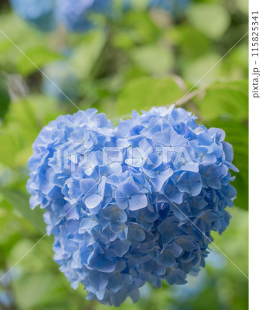紫陽花 115825341