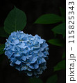 紫陽花 115825343
