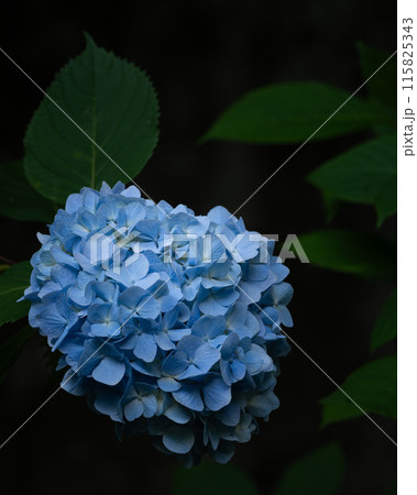 紫陽花 紫陽花 115825343
