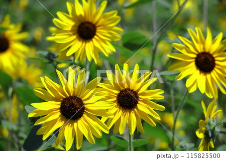 太陽の花 115825500